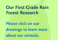 Our First Grade Rain Forest Research